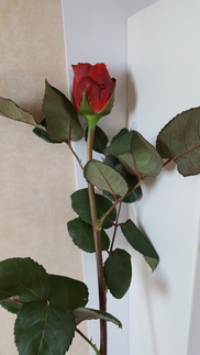 Äitienpäiväruusu kaikille äideille